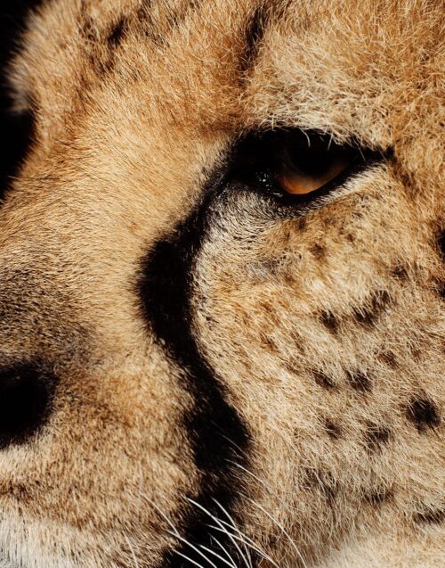 cheetah print Eyeline,-2002 by Warwick Saint